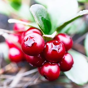 The beauty benefits of cranberries