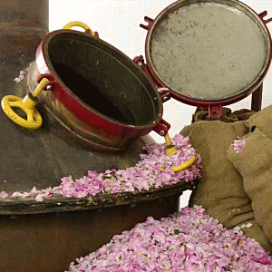 Video clip of man dumping rose petals into a large vat to create rose water